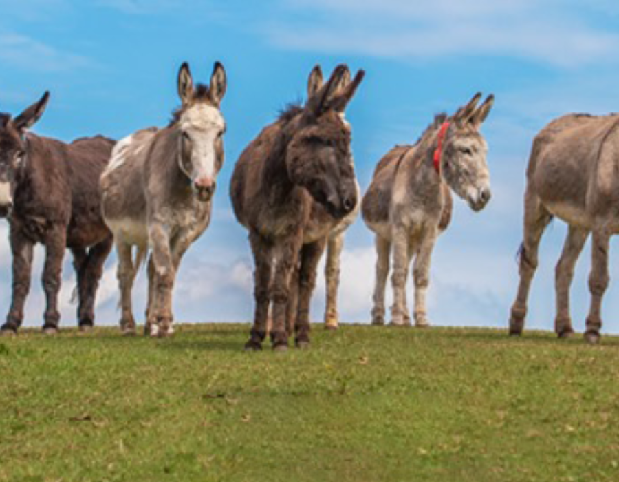 The Donkey Sanctuary Sidmouth