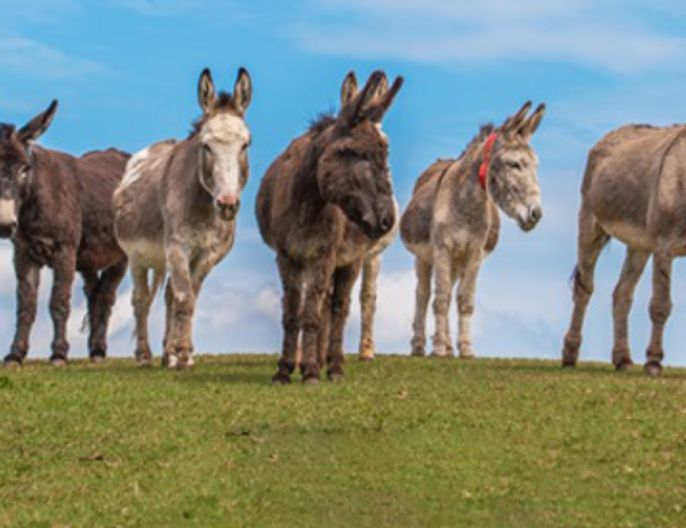The Donkey Sanctuary Sidmouth